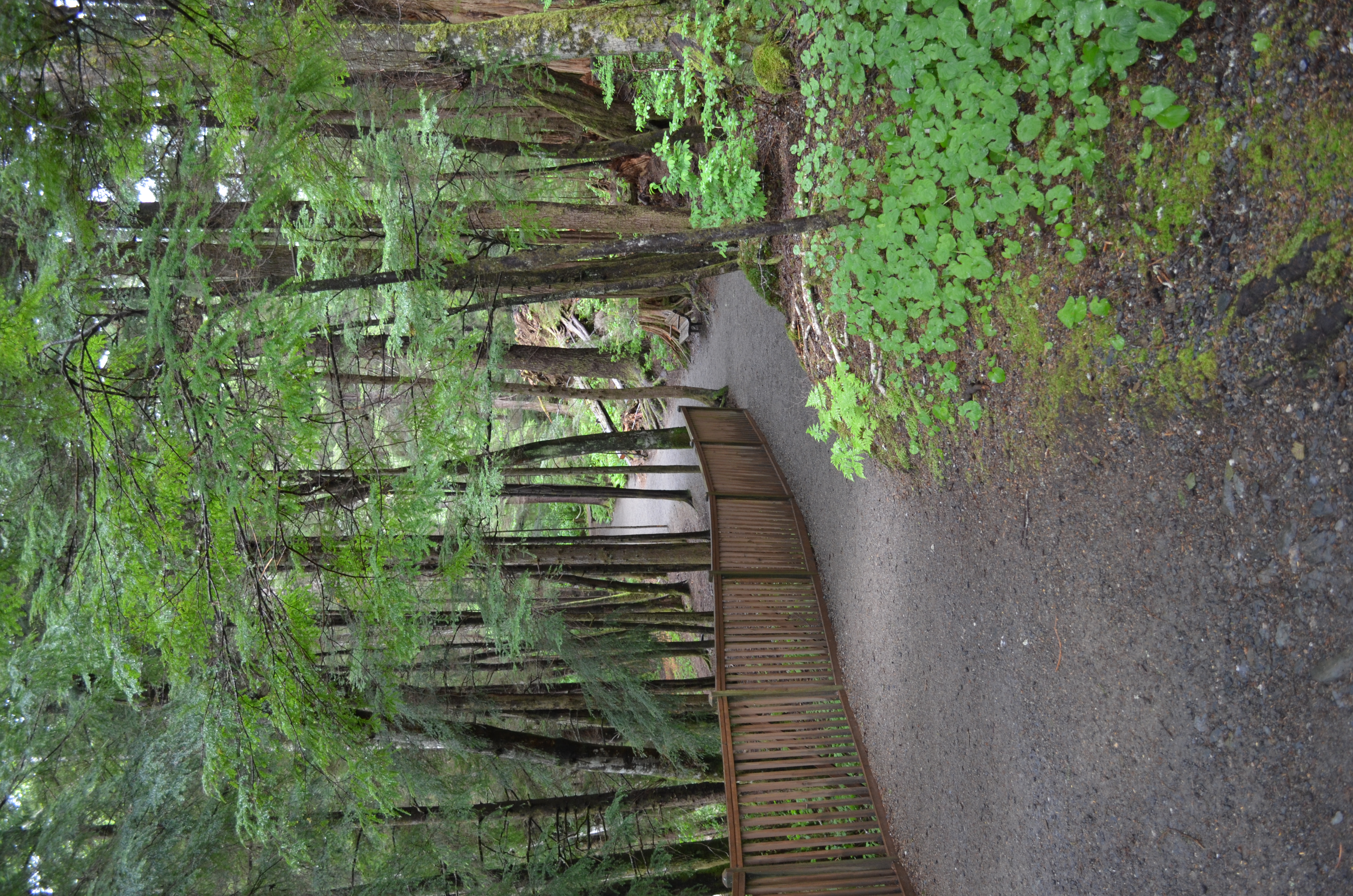 ./2017/08 - Alaska Cruise/11 - Ketchikan/DSC_0480.JPG